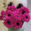 非洲菊 | 拉丝玫红 商品缩略图0