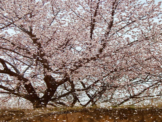 【十里杏花坡1日】粉白铺就十里路の十里杏花坡穿越8公里<初级> 商品图7