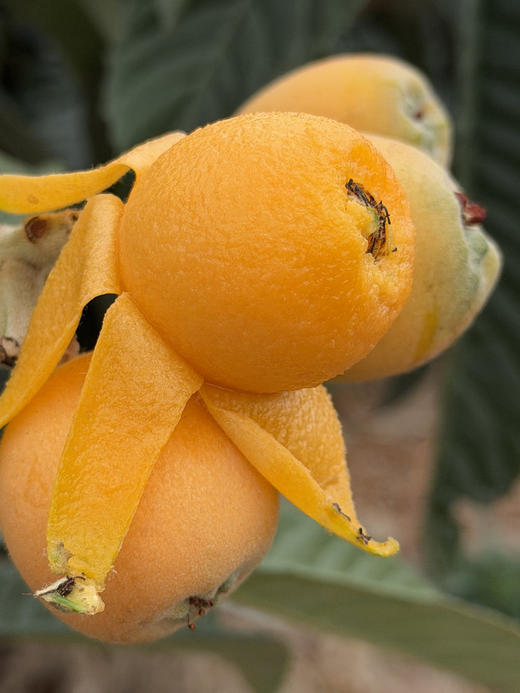 高山枇杷  皮薄肉厚 汁水爆棚 清甜不腻 甜中带微酸 商品图0