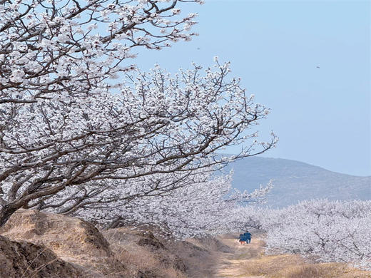 【十里杏花坡1日】粉白铺就十里路の十里杏花坡穿越8公里<初级> 商品图5
