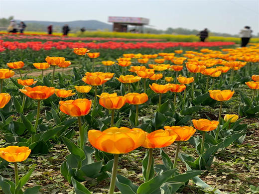 【狼牙山花海1日】｜万亩花海の狼牙山田园花海-太行水镇 商品图2
