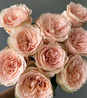 单头玫瑰 | 暖心奶油酥