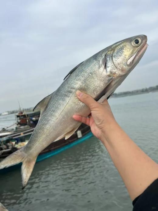 &闽南第一嫩鱼🐟午鱼（马友鱼）超鲜，鱼中贵族！！【活冻】 商品图7
