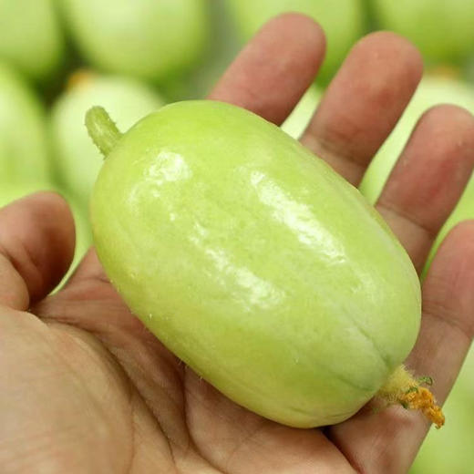 玉女黄瓜 商品图3