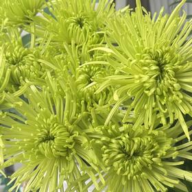 小菊 | 单头烟花菊绿