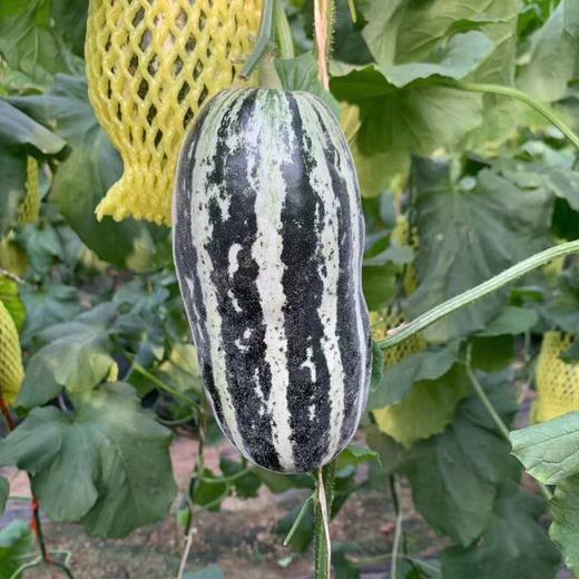 新疆羊角蜜博洋蜜瓜 5-5.5斤/箱 闻着香 咬着脆 吃着甜 商品图1