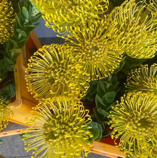 杨月季花材 | 针垫黄色 商品图0