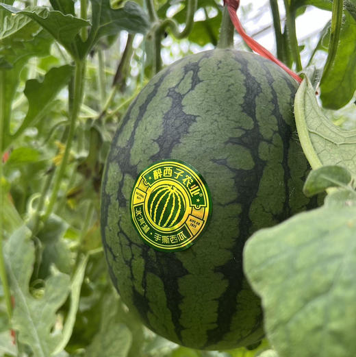 石家庄优选仓库速达，山东冰激凌手撕小西瓜，可以徒手剥皮，皮薄且脆，吊瓜种植，净重5.2斤左右/2枚礼盒装 商品图5