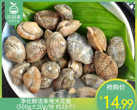 净化鲜活本地大花蛤（500g±20g/份 约35个） 商品图0