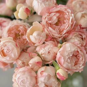 多头玫瑰 | 苏琪公主