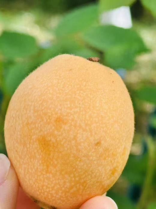 四川攀枝花米易枇杷，作为国产枇杷里成熟较早的一批，金灿灿、圆溜溜、滑嫩嫩，看看就不禁让人口水直流！轻咬一口，还未入喉，就甜润生津~ 商品图1