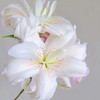 百合 | 戴安娜(粉蝶) 商品缩略图1