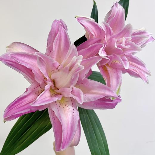 百合 | 红蜜糖水晶 商品图0