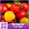 三色小番茄 商品缩略图0