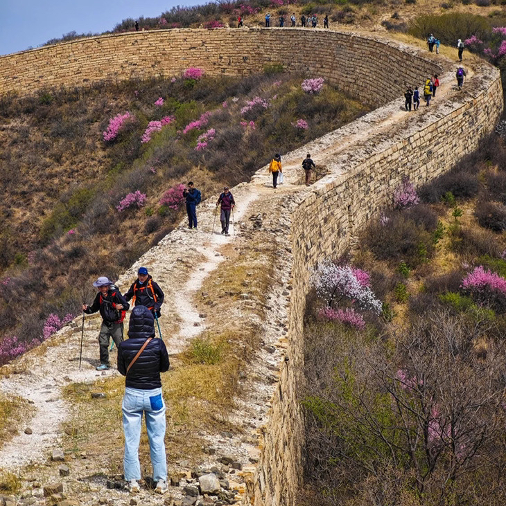 周末1天【样边长城】边关春色の榆叶梅花海绕边墙-粉红花海季