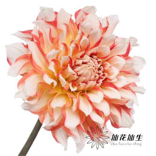 配花 | 大丽花蜜柚 商品图4