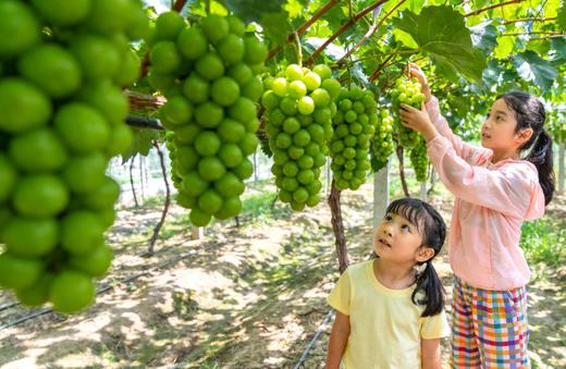 2026年暑期｜房车伊犁行·寻迹吐鲁番！房车+巴士带您解锁新疆亲子精华玩法！那拉提私家牧场、库木塔格沙漠、赛里木湖 商品图3