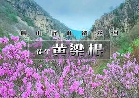 周末1日｜黄梁根｜壮观集中的杜鹃花-黄梁根11公里环穿<初级强度>
