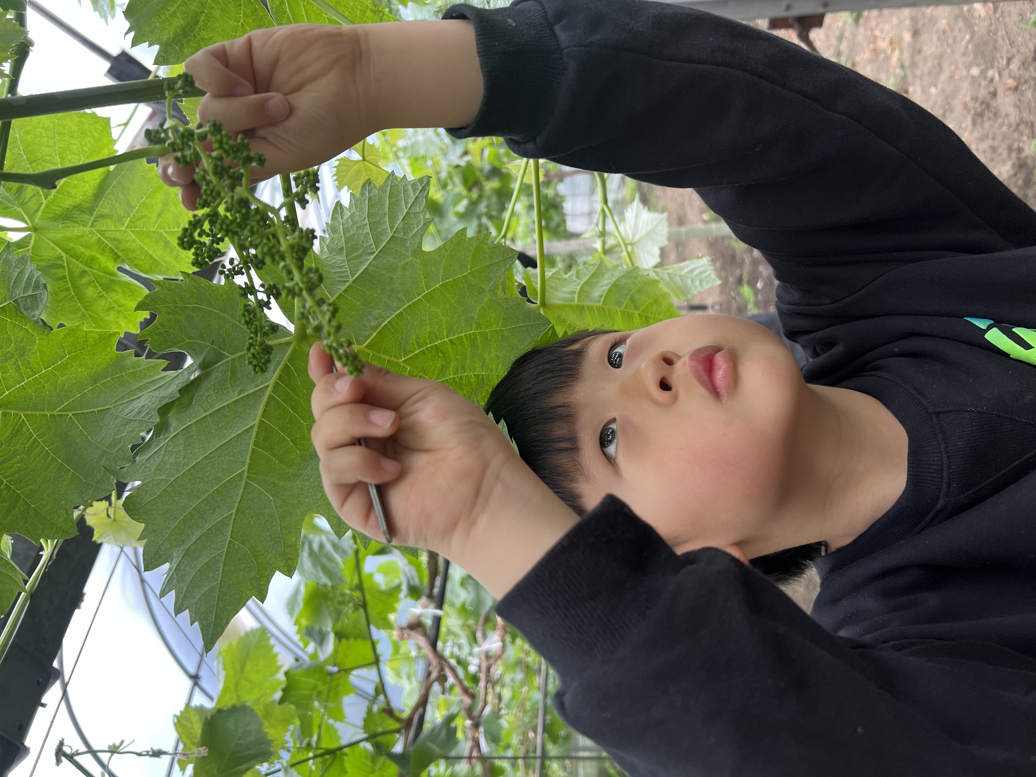 【活动招募】探索葡萄开花、授粉小秘密，还有农家土灶饭、葡萄文创DIY、疏果采摘、萌宠喂养，一天玩转春日所有美好！