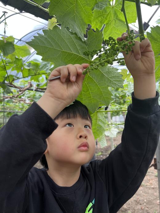 【活动招募】探索葡萄开花、授粉小秘密，还有农家土灶饭、葡萄文创DIY、疏果采摘、萌宠喂养，一天玩转春日所有美好！ 商品图0