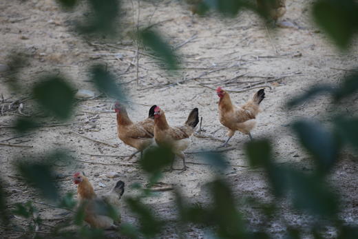 有机嫩公鸡三黄  吃蔬菜/吃粮食/散养/当日屠宰/空运 商品图5