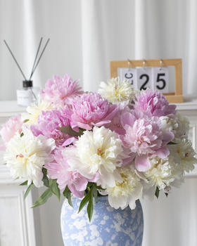 【春末花神-重瓣芍药】花骨朵发货，需醒花，芍药周期只有1周，喜欢花花的不容错过~