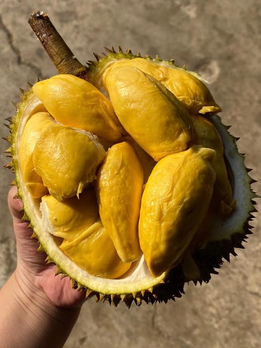 「榴莲忘返！」泰国托曼尼榴莲丨软糯香甜•最接近猫山的口感｜甲伦｜金枕 按果期上架 好饱满好甜 txa 商品图4