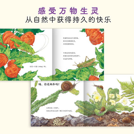 原来虫虫这样长大全10册 昆虫科普自然观察绘本故事 商品图3