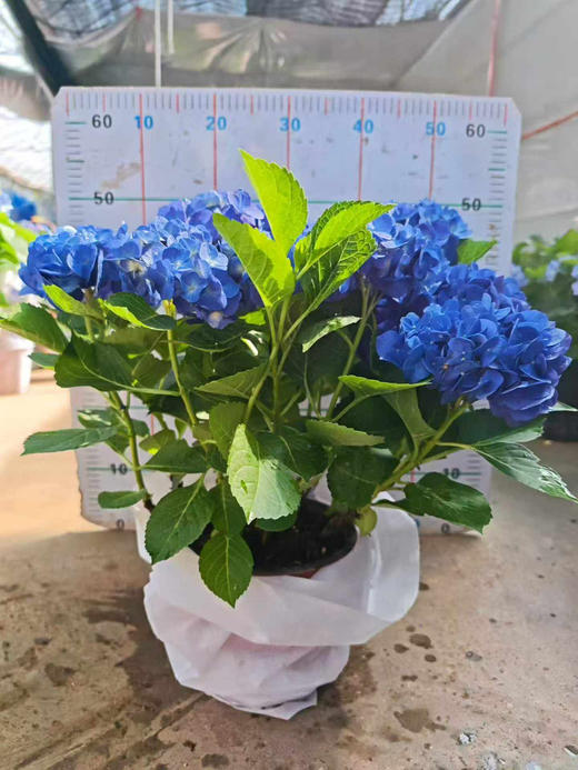 【2026.4.9绿植现货】180 #吉普蓝绣球60（现货，下单即可到店自提） 商品图11