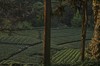 【雅安#147号院】3房、4房野奢小院，下午茶/泳池/采茶体验住，置身万亩茶园美景中，愿你和你的家人挚友在这里度过一些私密的时光！WTCG 商品缩略图4