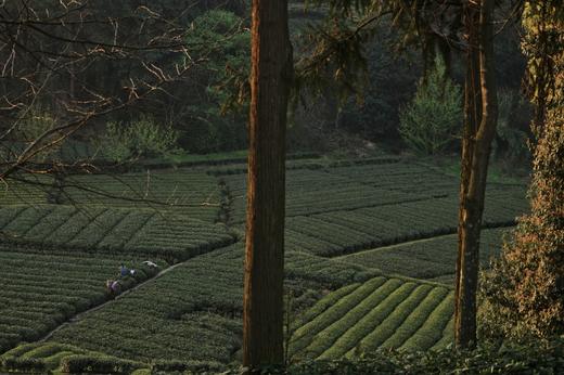 【雅安#147号院】3房、4房野奢小院，下午茶/泳池/采茶体验住，置身万亩茶园美景中，愿你和你的家人挚友在这里度过一些私密的时光！WTCG 商品图4