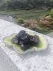 【三蒸三晒灰枣】【古法古方】三蒸三晒红枣，柴火灶，非遗工艺 商品缩略图4