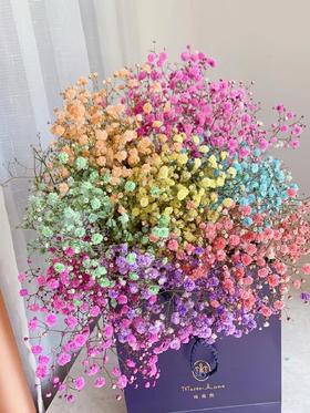 吸色满天星0.5千克