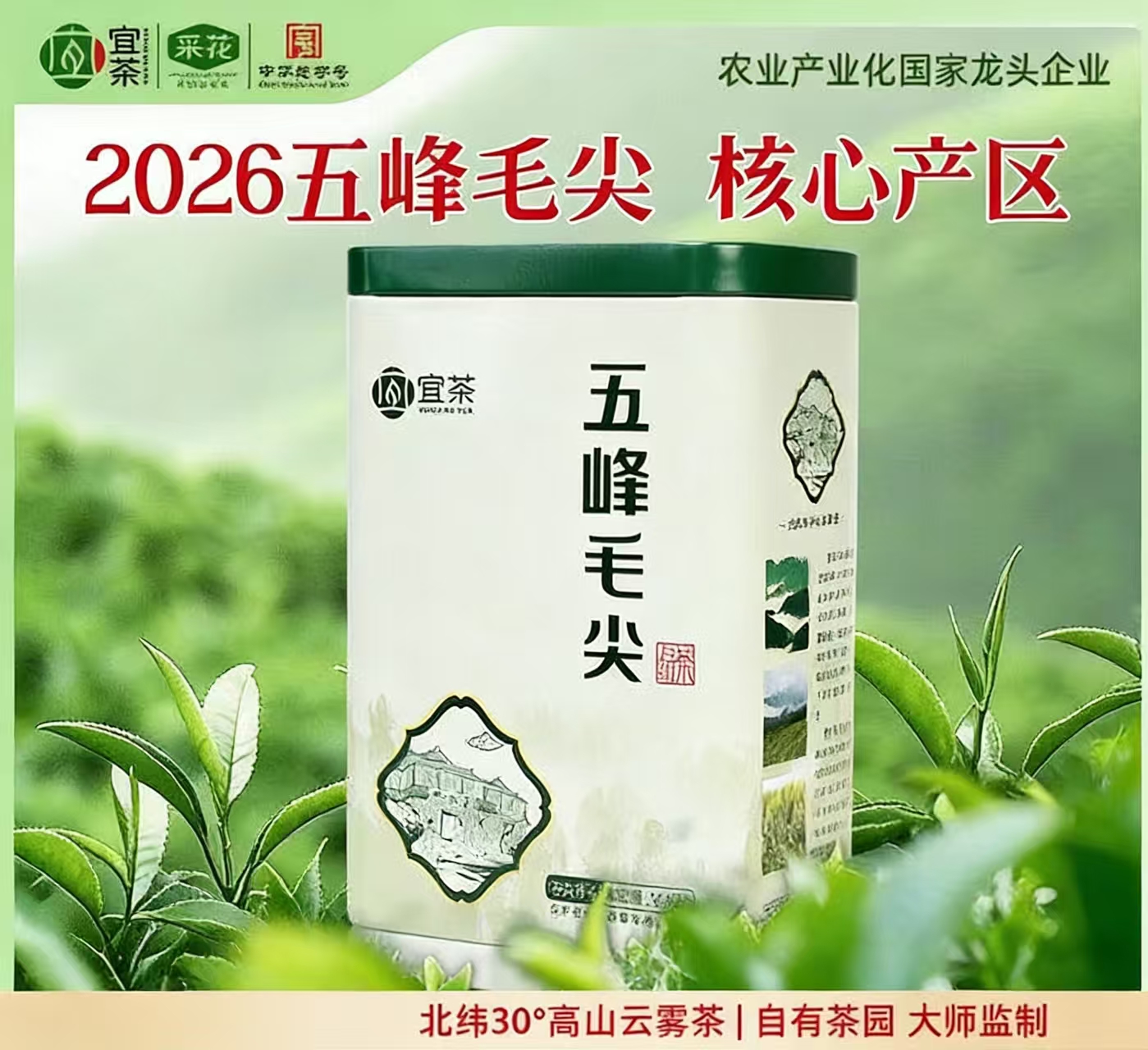 2026新茶五峰绿茶采花毛尖罐茶叶 明前毛尖 实惠装口粮茶250g