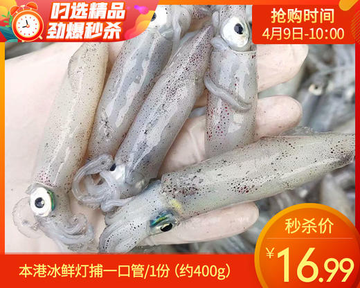 本港冰鲜灯捕一口管/1份（约400g） 商品图0