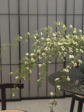 国产花材-【木香】白色