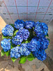 【2026.4.9绿植现货】180 #吉普蓝绣球60（现货，下单即可到店自提） 商品缩略图10