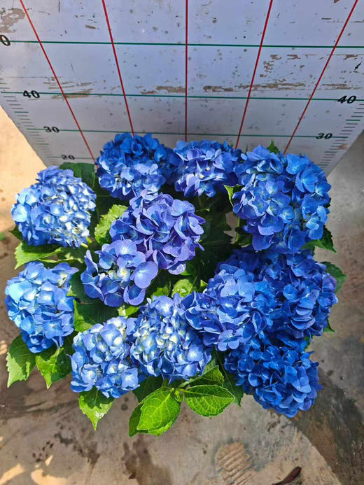 【2026.4.9绿植现货】180 #吉普蓝绣球60（现货，下单即可到店自提） 商品图10