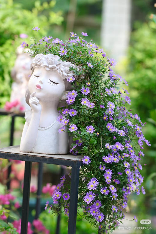 【2026.4.9绿植现货】150 #姬小菊15（现货，下单即可到店自提） 商品图9