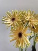 拉丝非洲菊10枝 商品缩略图2