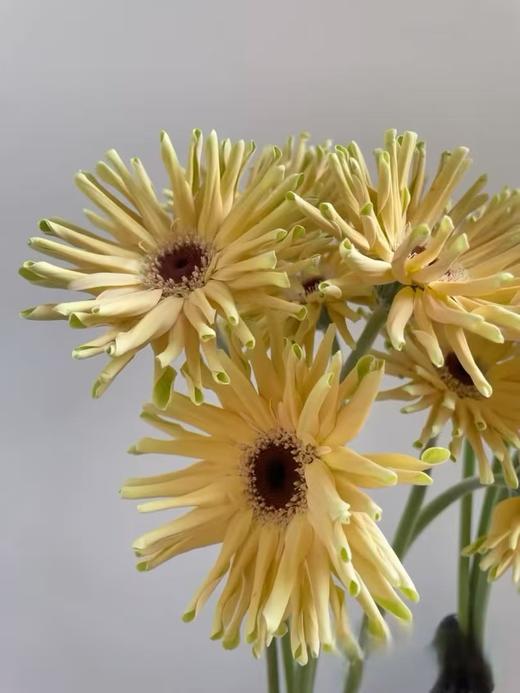 拉丝非洲菊10枝 商品图2