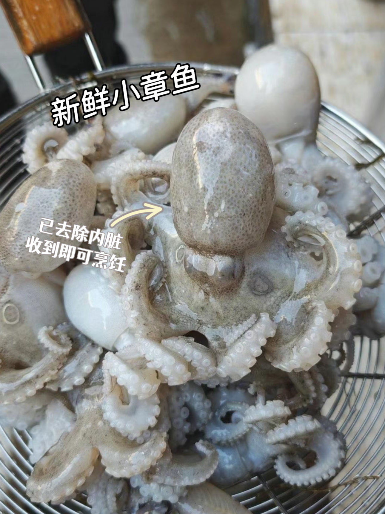 xm{4.8号新鲜货，已去除内脏处理！收到清洗即煮免处理 }非常新鲜小章鱼，每次回来都被抢爆超热卖！！白灼、红烧、烧烤 是成就你一桌好菜的万能选手，顺丰冷链活冻锁鲜