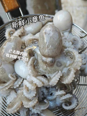 xm{4.8号新鲜货，已去除内脏处理！收到清洗即煮免处理 }非常新鲜小章鱼，每次回来都被抢爆超热卖！！白灼、红烧、烧烤 是成就你一桌好菜的万能选手，顺丰冷链活冻锁鲜