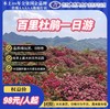 百里杜鹃一日游 商品缩略图0