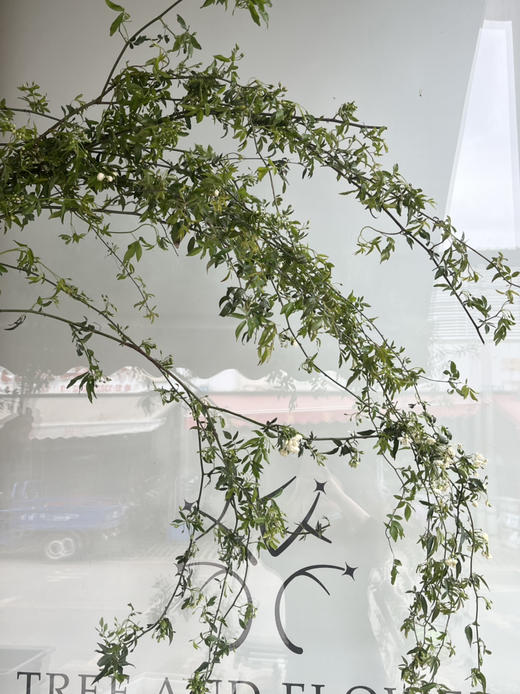 国产花材-【木香】白色 商品图3