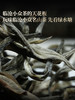 4月9日中午12点【积分兑换价：280元+2000积分】【绿水塘单株】2026年春茶预售临沧茶区普洱生茶小众山头天花板500克/箱，拍5发6 商品缩略图2