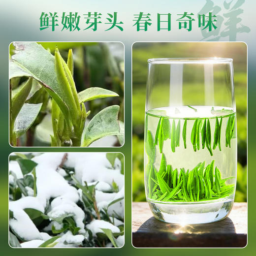【2026明前新茶】金苔香恩施玉露 芽茶初玉雪芽48g尝鲜装 商品图1