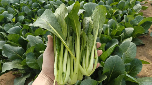 农家有机黑油菜，露天种植，肥料是鸡粪牛粪，1.5斤/袋 商品图0