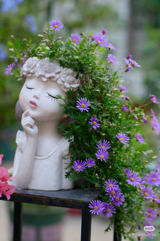 【2026.4.9绿植现货】150 #姬小菊15（现货，下单即可到店自提） 商品图7