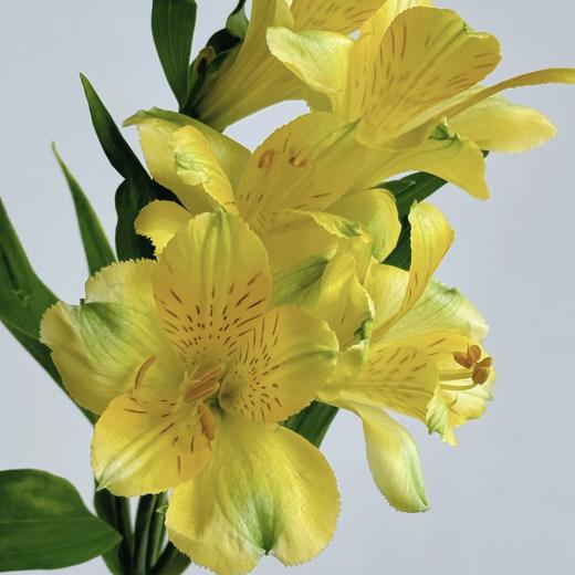 六出花 | 黄色 商品图0